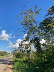 Erythrina ulei