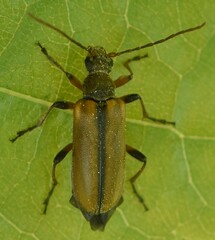 Cortodera humeralis