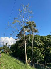Erythrina ulei
