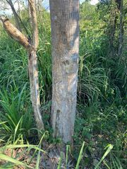Erythrina ulei