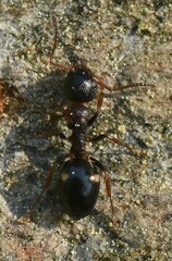 Dolichoderus quadripunctatus