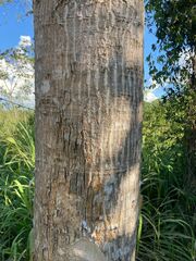 Erythrina ulei