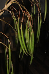 Erythrina ulei