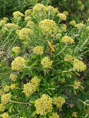Ozothamnus