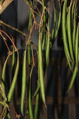Erythrina ulei