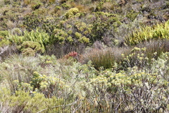 Hymenolepis crithmifolia