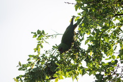 Enicognathus leptorhynchus