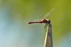 Sympetrum sanguineum