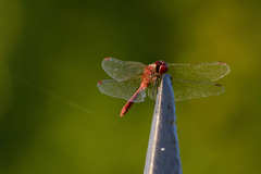 Sympetrum sanguineum