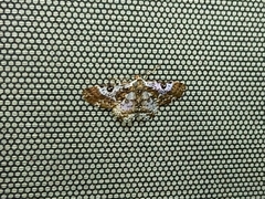 Lepidoptera