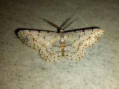 Lepidoptera