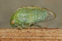 Cyrtolobus