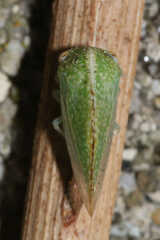 Cyrtolobus