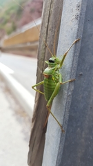 Ephippiger terrestris