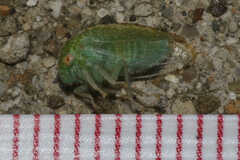 Cyrtolobus