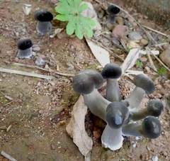 Tylopilus alboater