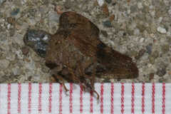 Telamona