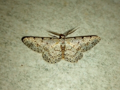 Lepidoptera