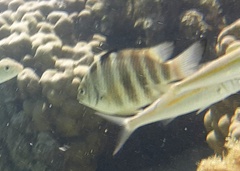 Abudefduf septemfasciatus