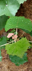 Mallotus paniculatus formosanus