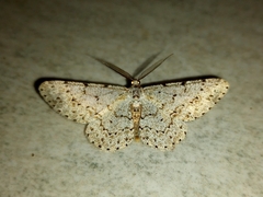 Lepidoptera
