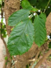 Polyscias balfouriana