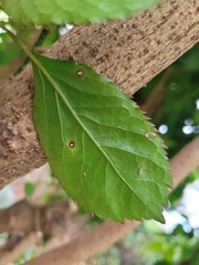 Polyscias balfouriana