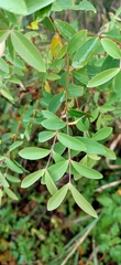 Hypericum geminiflorum