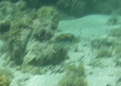 Rhinecanthus aculeatus