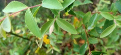 Hypericum geminiflorum