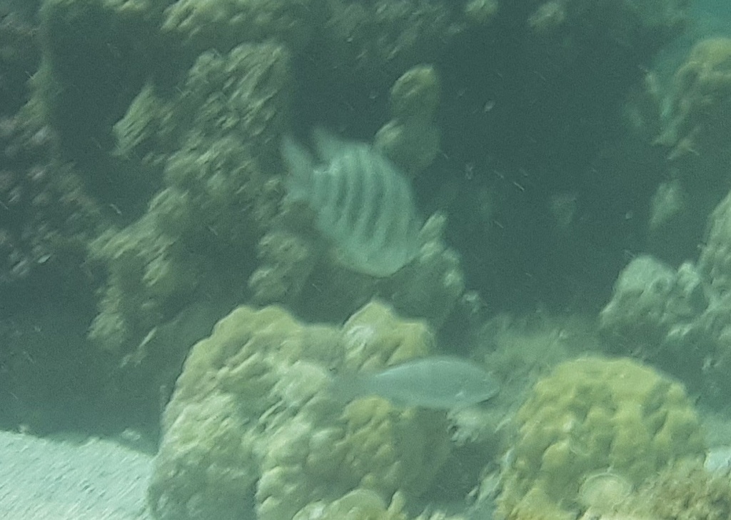 Banded sergeant