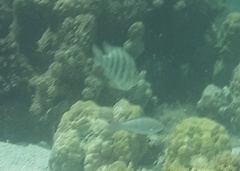 Abudefduf septemfasciatus