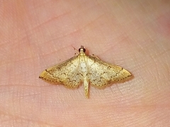 Lepidoptera