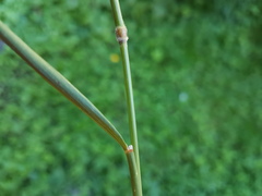 Arrhenatherum elatius