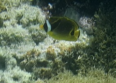 Chaetodon lunula