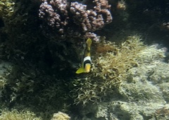 Chaetodon lunula