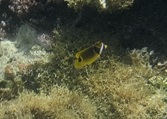 Chaetodon lunula