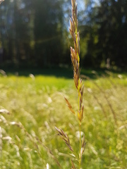 Arrhenatherum elatius