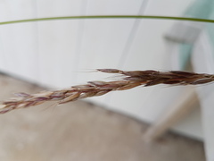 Arrhenatherum elatius