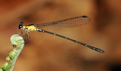 Lestoidea conjuncta