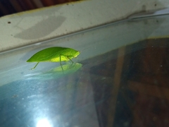 Tettigoniidae