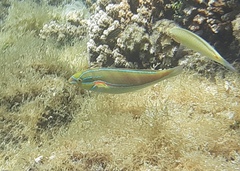 Stethojulis bandanensis