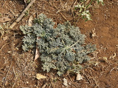 Grangea maderaspatana