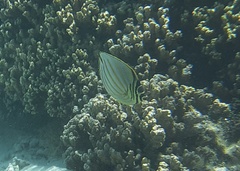 Chaetodon ornatissimus
