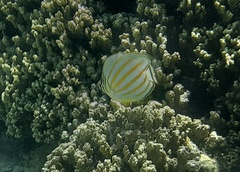Chaetodon ornatissimus