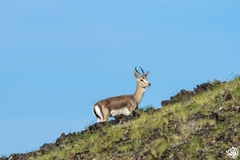 Gazella subgutturosa