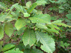Quercus serrata