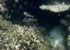 Mulloidichthys vanicolensis