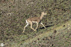Gazella subgutturosa