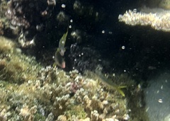 Mulloidichthys vanicolensis